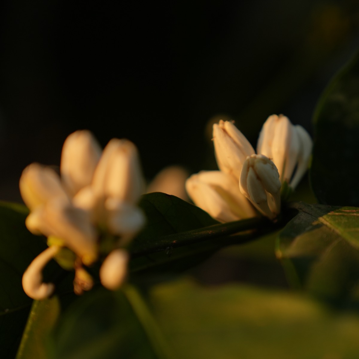 Coffee flower buds catching the low sun at Balanoor Plantations