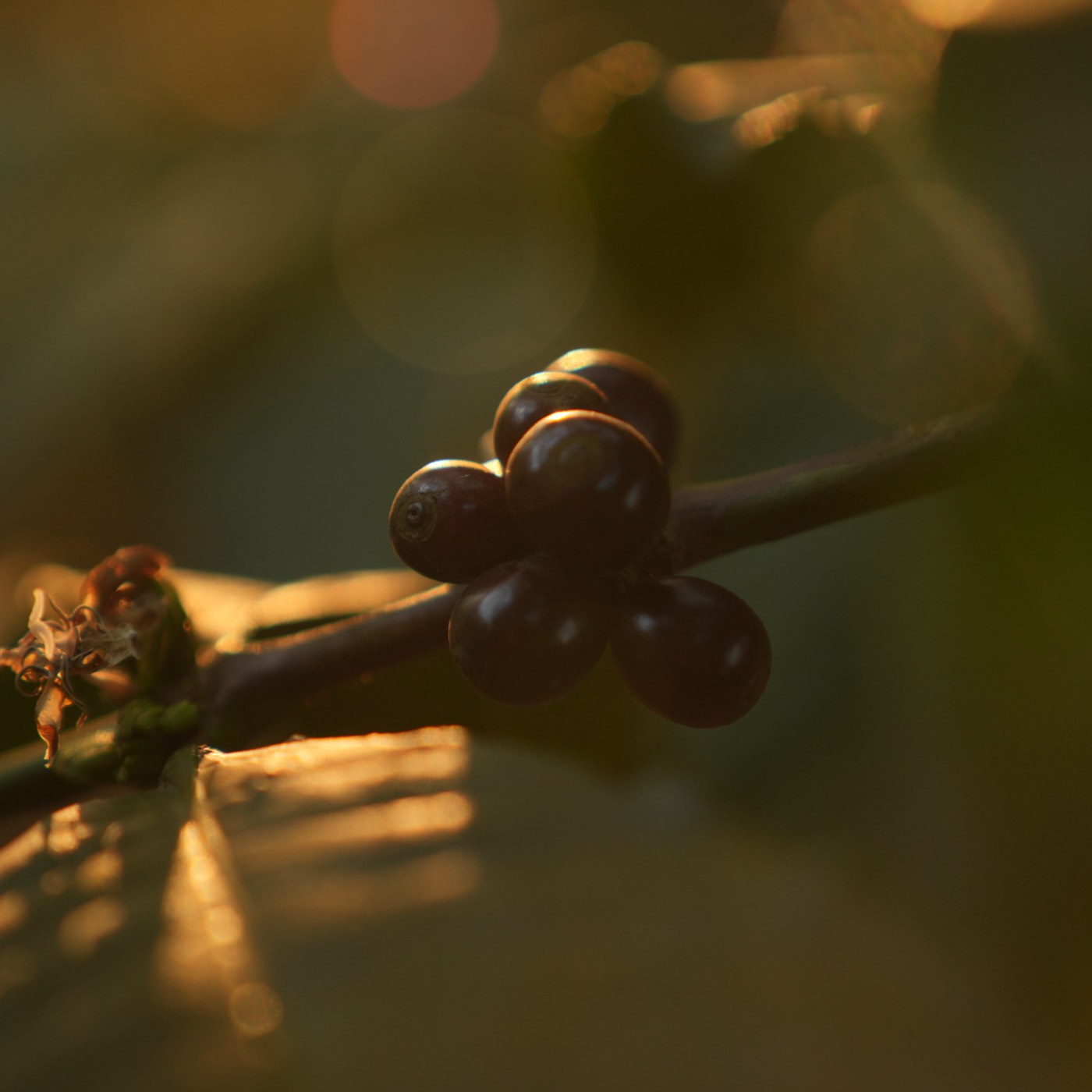 Dark ripe coffee cherries on the branch at Balanoor Plantations in low golden light