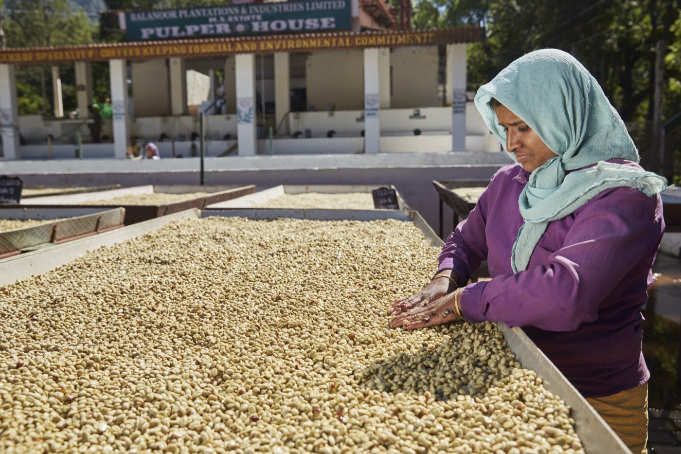 A worker checking parchment coffee on a drying bed in front of the pulper house at Balanoor Plantations