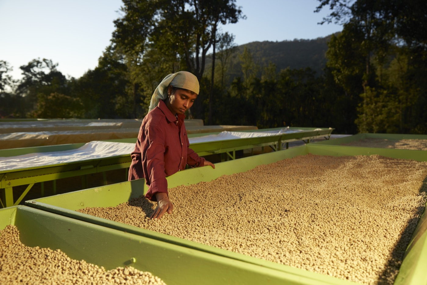 A worker checking coffee on green drying trays at Balanoor Plantations