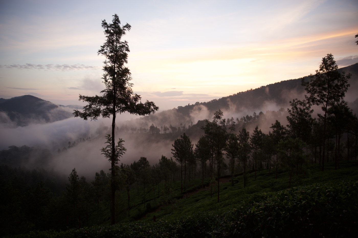 Morning mist over the hills and a lone tree at Balanoor Plantations