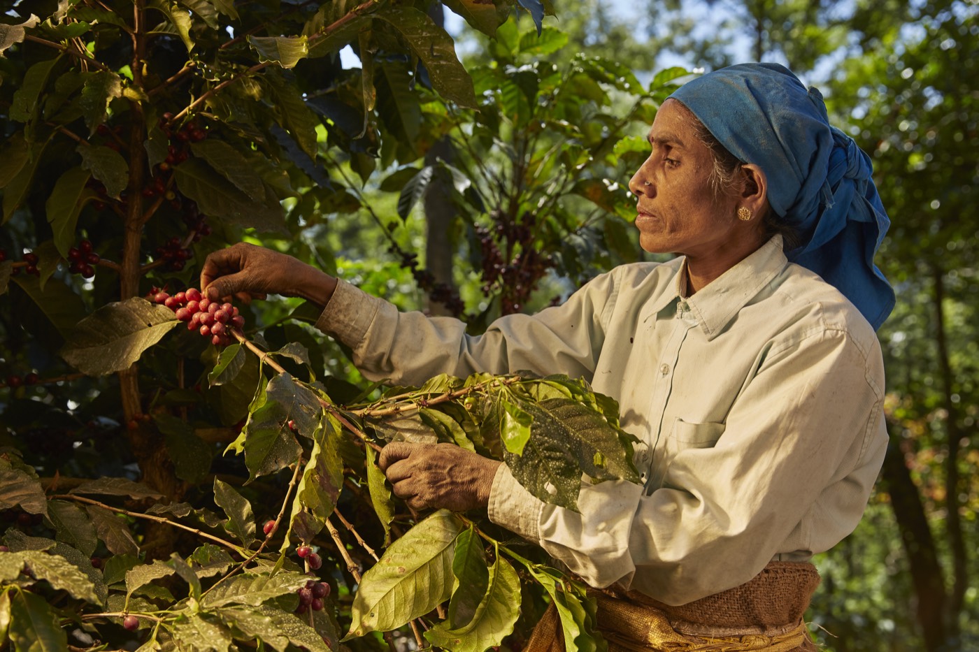 A woman in a blue headscarf picking ripe cherries at Balanoor Plantations