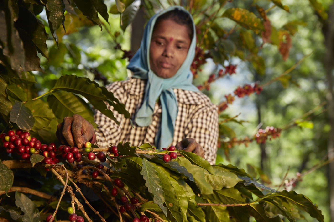 A picker in a blue headscarf selecting ripe cherries at Balanoor Plantations