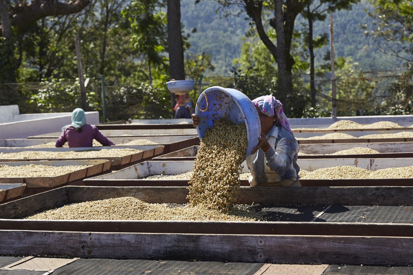 A worker pouring coffee from a basin onto raised drying beds at Balanoor Plantations