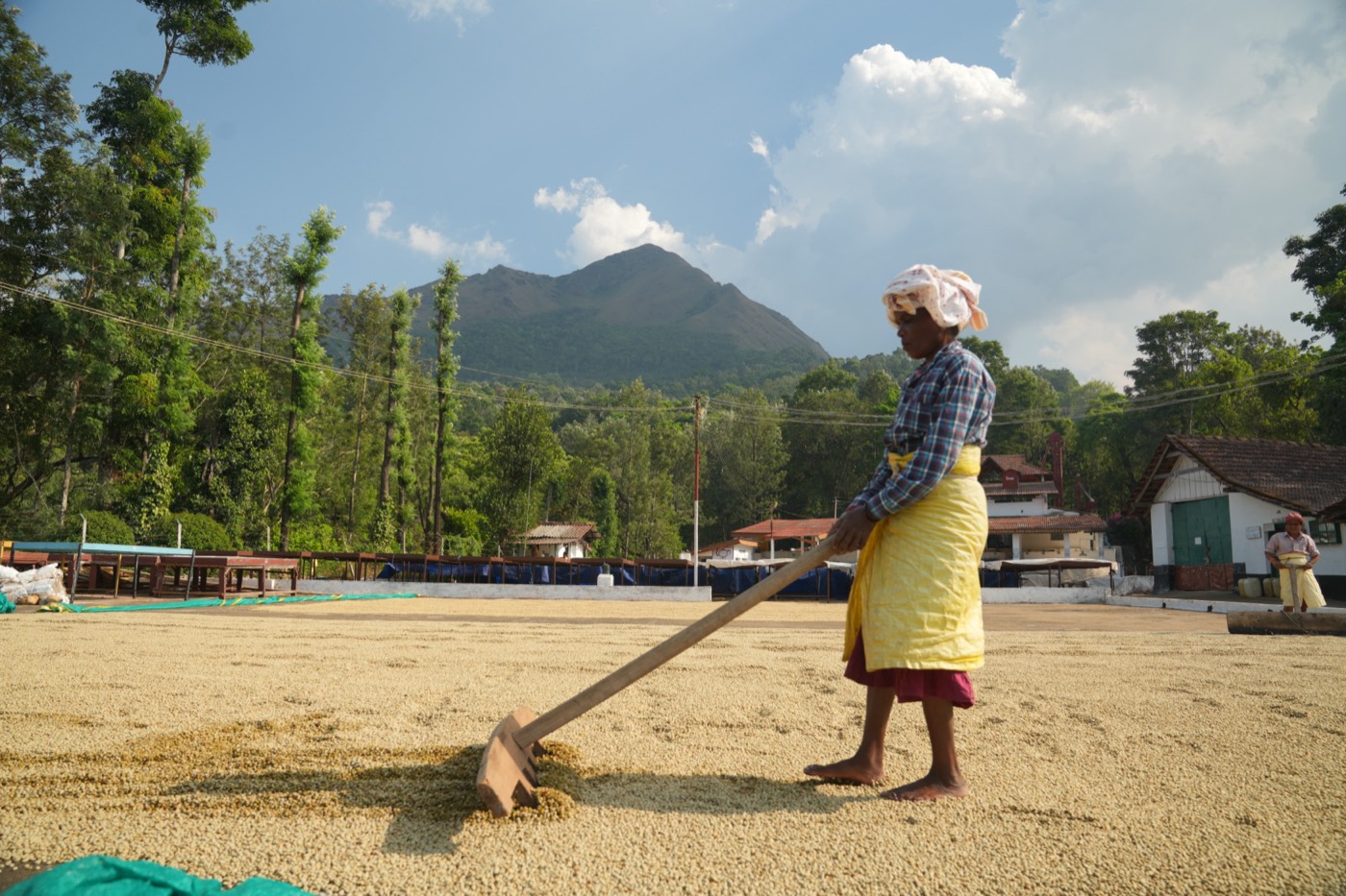 A worker raking coffee on the drying yard with a mountain rising behind at Balanoor Plantations