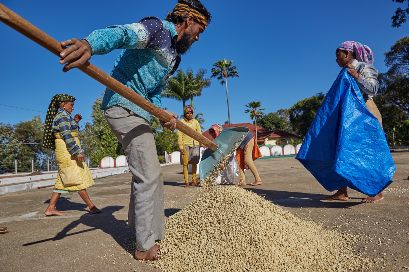 A worker shovelling a pile of drying coffee while others work behind him at Balanoor Plantations
