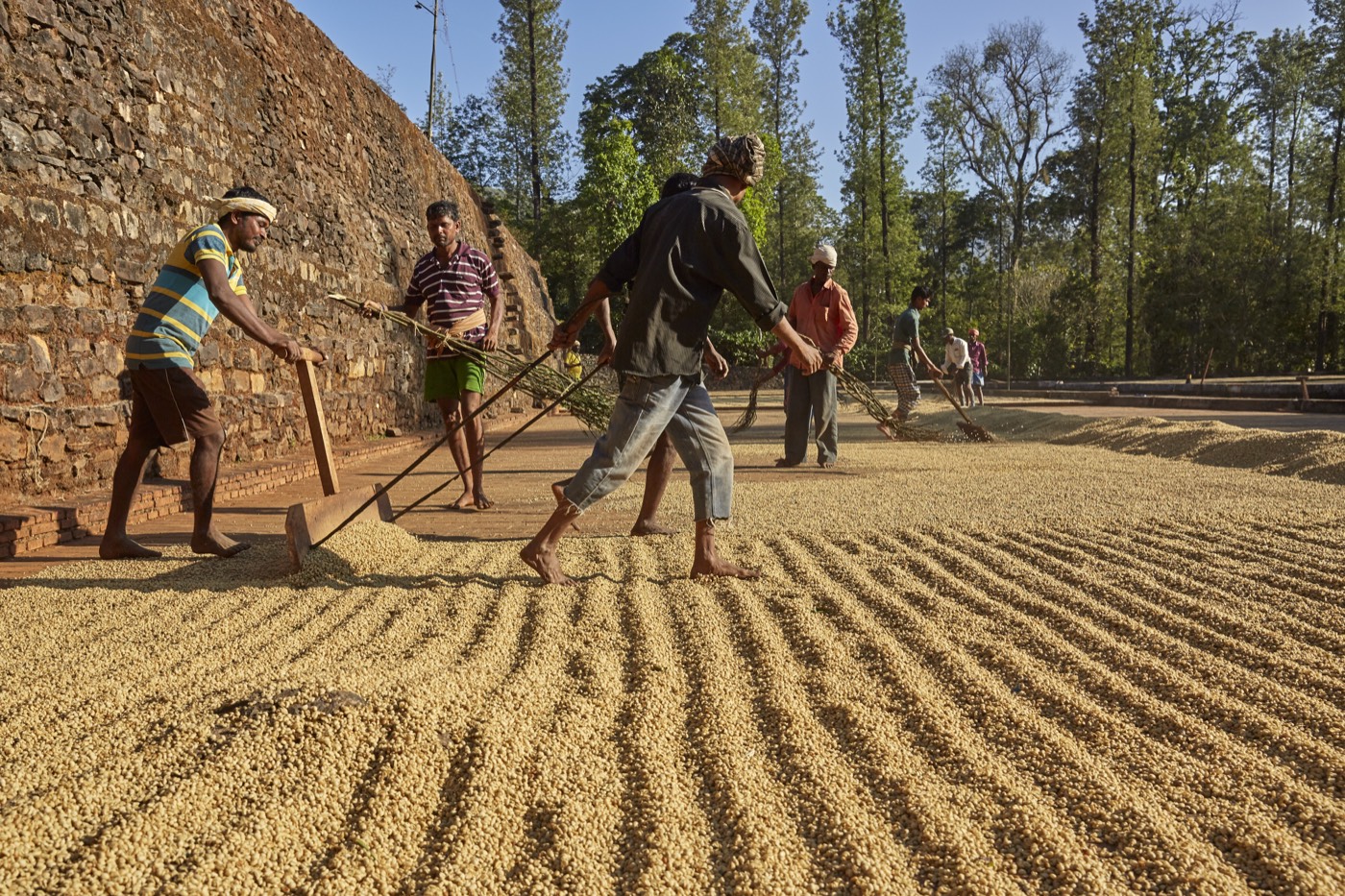 Workers turning coffee on the drying yard with rakes and wooden pushers at Balanoor Plantations