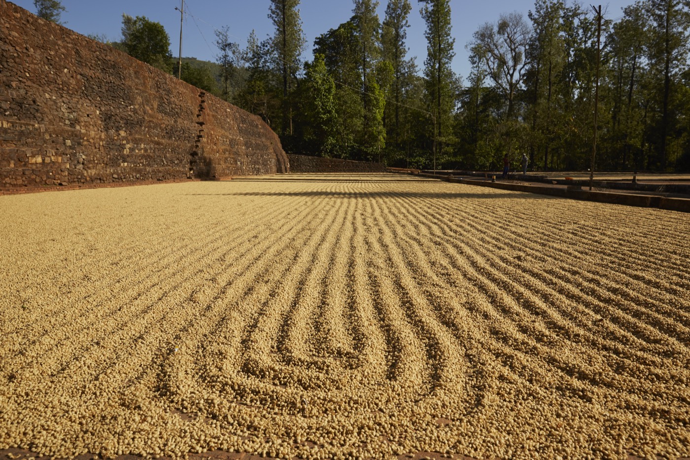 A large drying yard with coffee raked into rows beside a stone wall at Balanoor Plantations