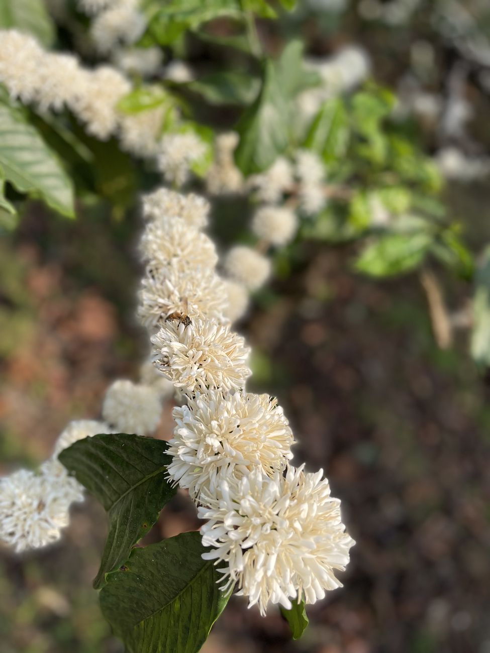 Coffee branches in white blossom on the estate