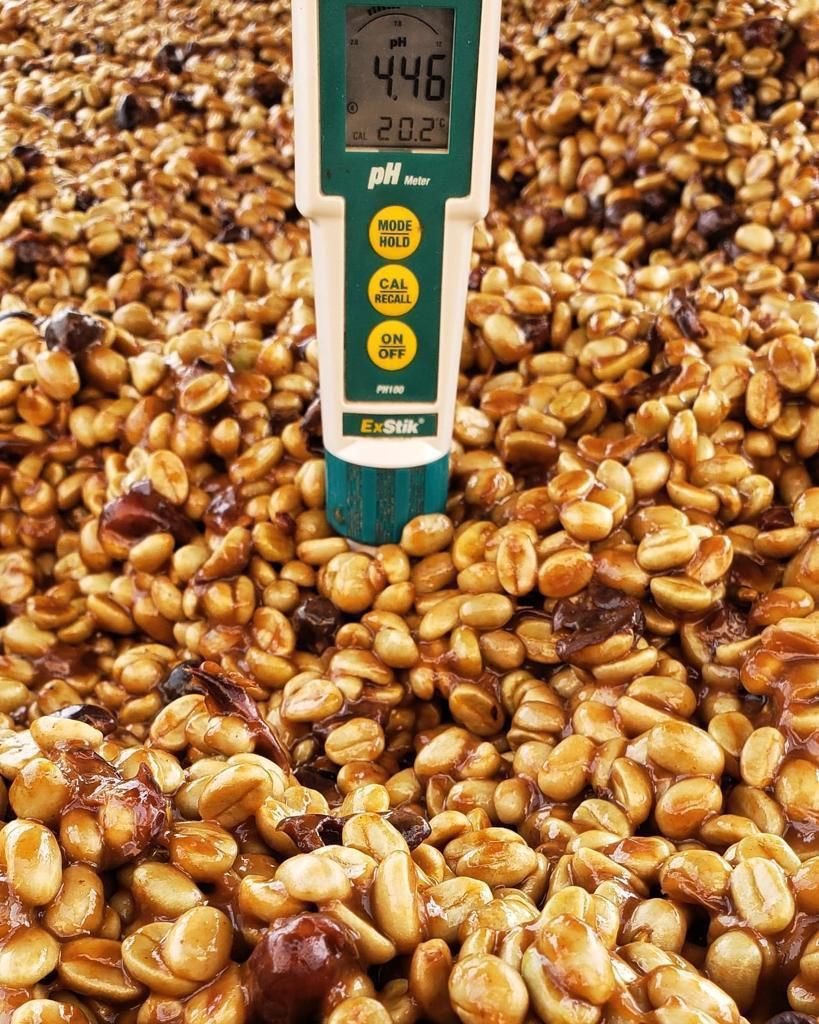 A digital pH meter reading 4.46 held in a tank of fermenting coffee mucilage