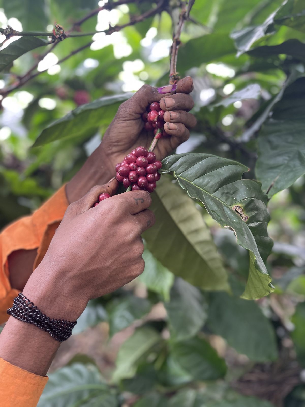 A picker's hands selecting ripe red coffee cherries from a branch