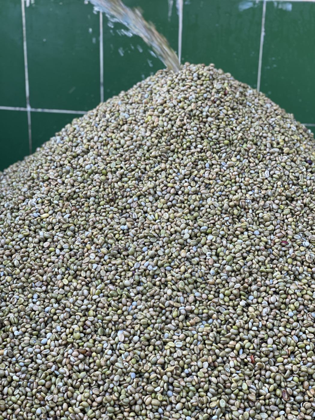 A large heap of freshly milled green coffee beans at the estate mill