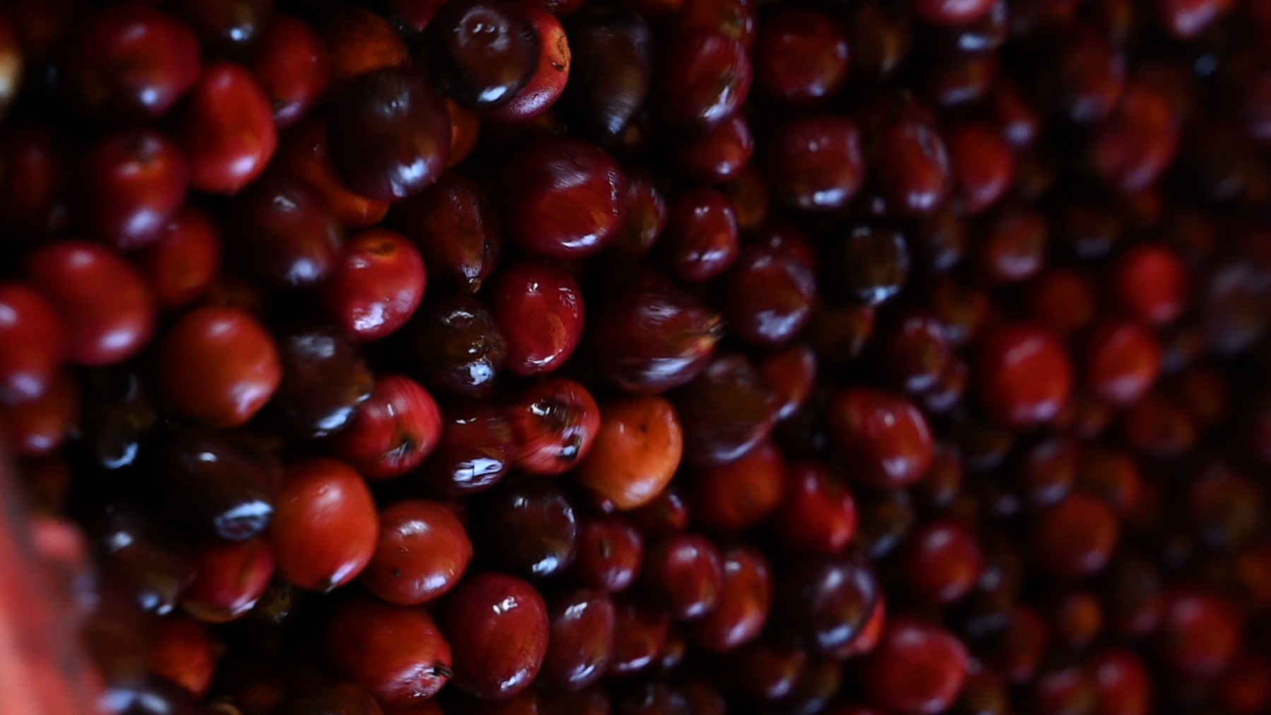Ripe coffee cherries being picked by hand at Harley Estate