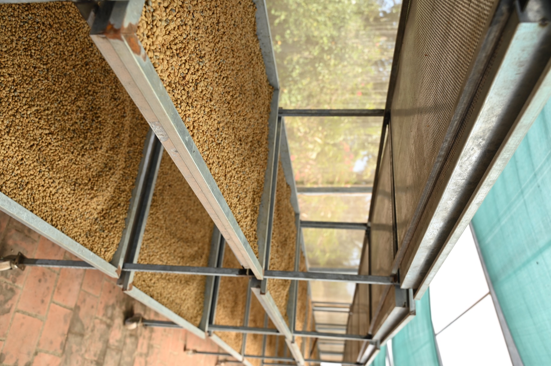 Parchment coffee drying in thin layers on raised mesh beds at Harley Estate