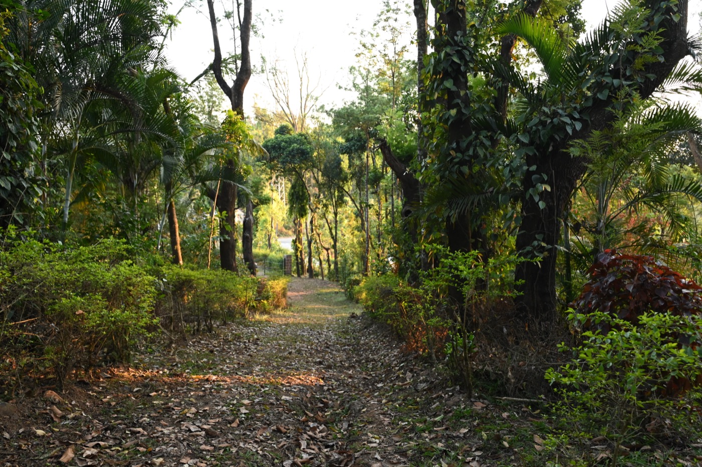A shaded path through tall areca palms and coffee at Harley Estate