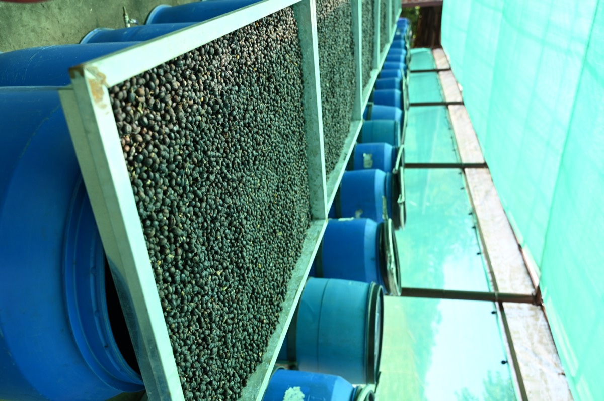 Coffee cherries drying whole on a raised tray at Harley Estate