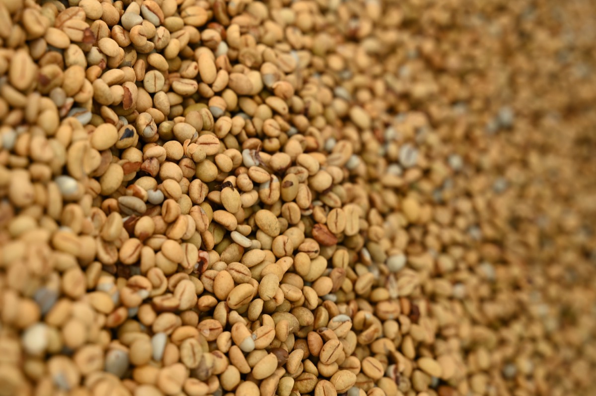 Close-up of dry parchment coffee beans at Harley Estate