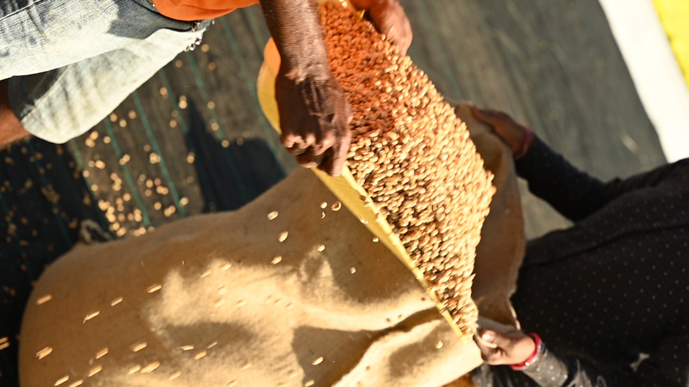 Two workers pouring parchment coffee from a tray into a sack at Harley Estate