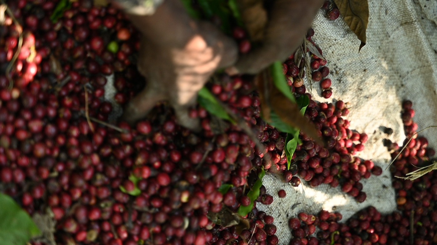 Freshly picked cherries and a hand on a picking tarp at Harley Estate