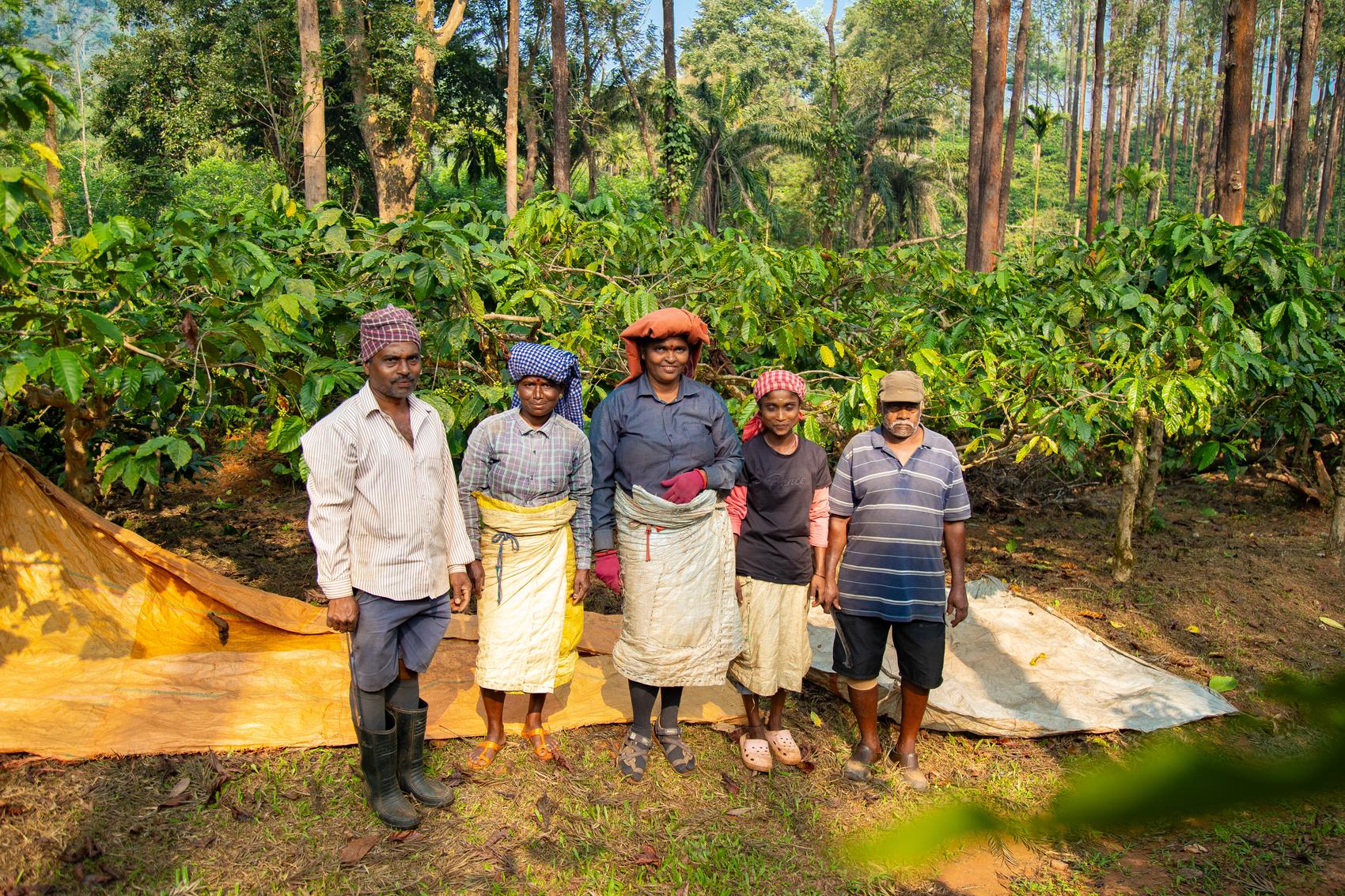 A harvest team of women and men standing together on picking tarps beneath shaded coffee bushes