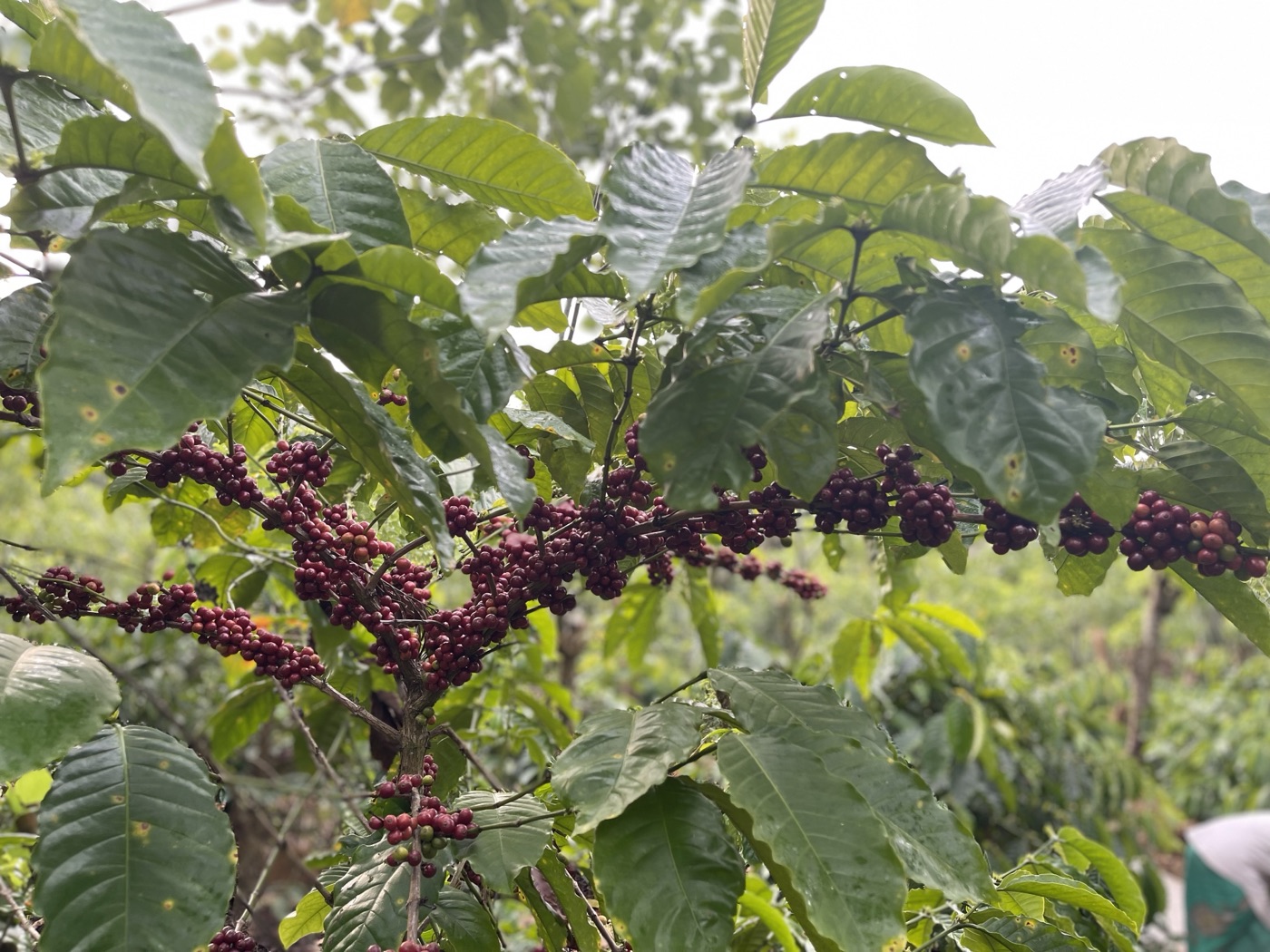 A Robusta coffee bush heavy with ripening cherries growing in the field at Mysore Plantations