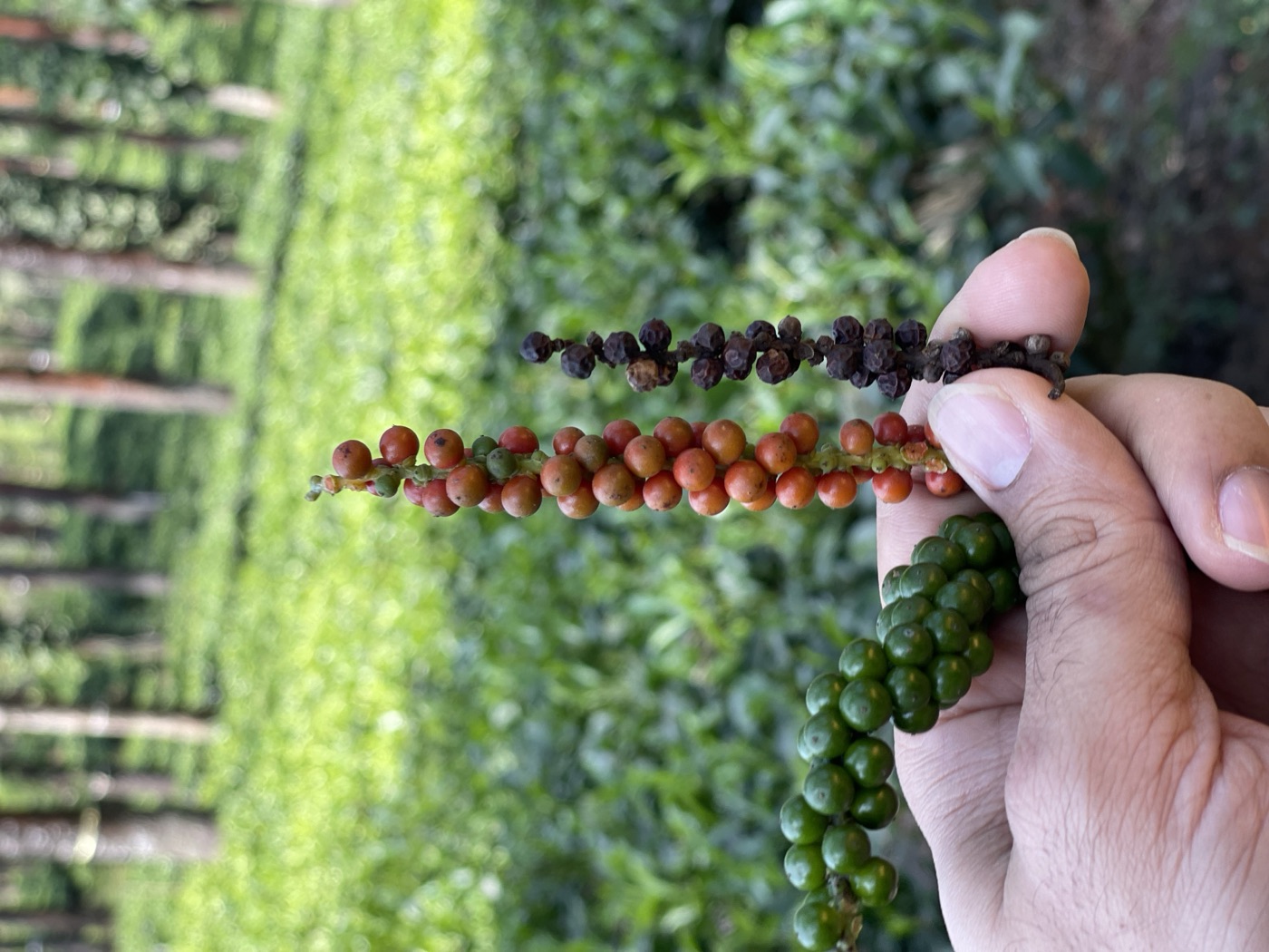 A hand holding stems of green, red, and black pepper with tea planted between the shade trees at Mysore Plantations