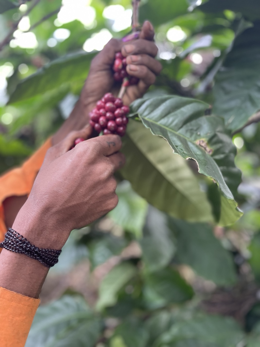 Hands picking a cluster of ripe red coffee cherries at Mysore Plantations