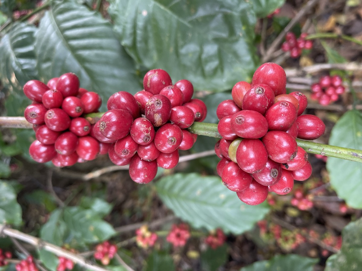 A cluster of ripe Robusta cherries on the branch at Mysore Plantations