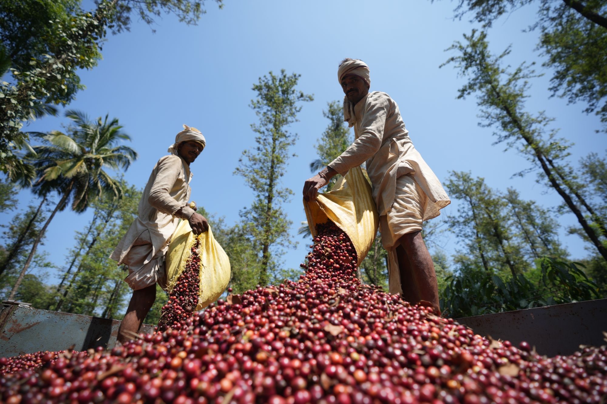 Two workers pouring sacks of ripe red coffee cherries beneath tall shade trees