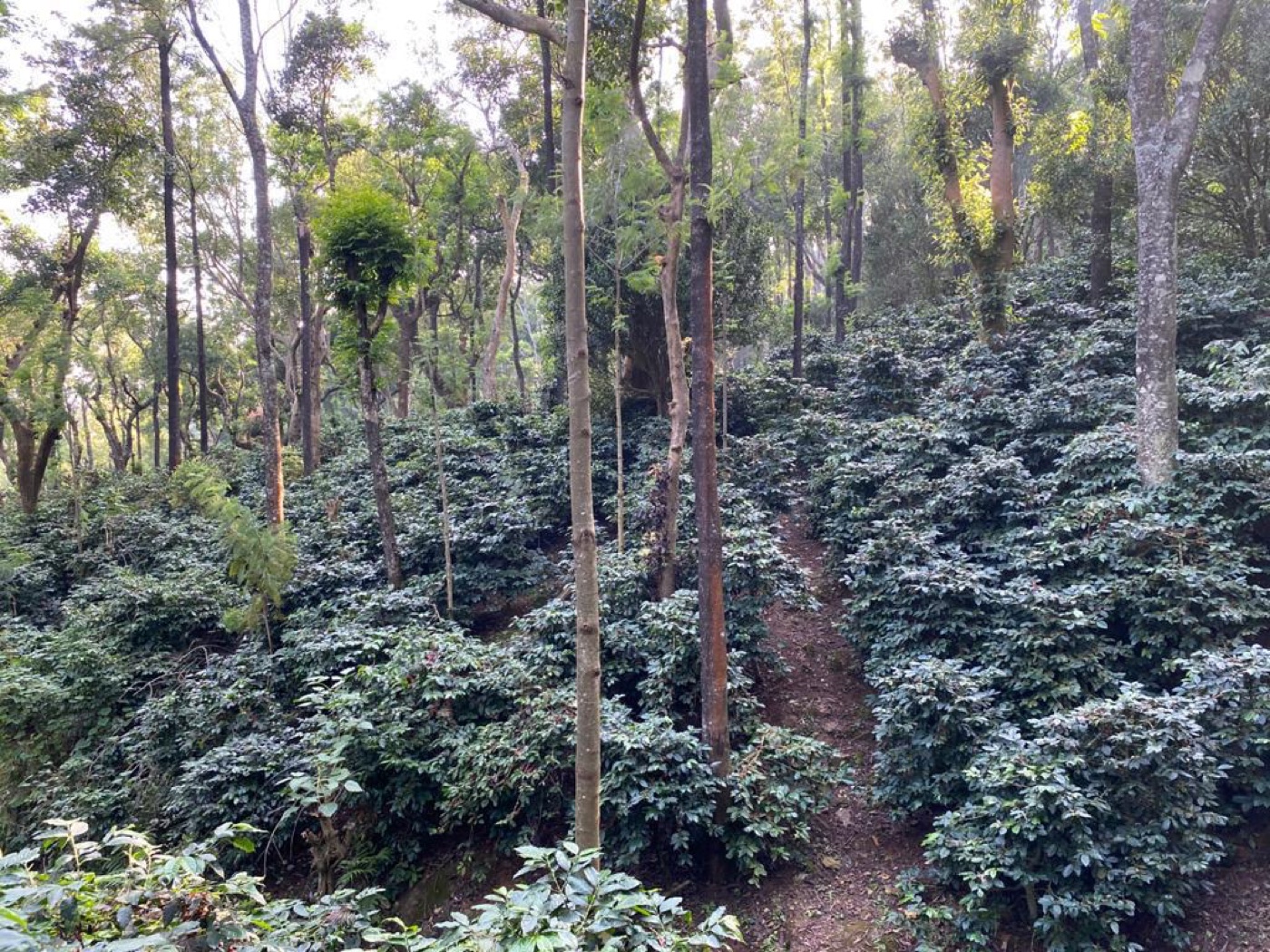 Rows of coffee bushes growing beneath tall shade trees on a hillside at Ratnagiri Estate