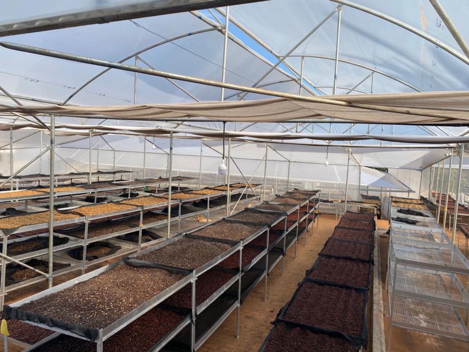 Raised drying beds inside the covered drying house at Ratnagiri Estate