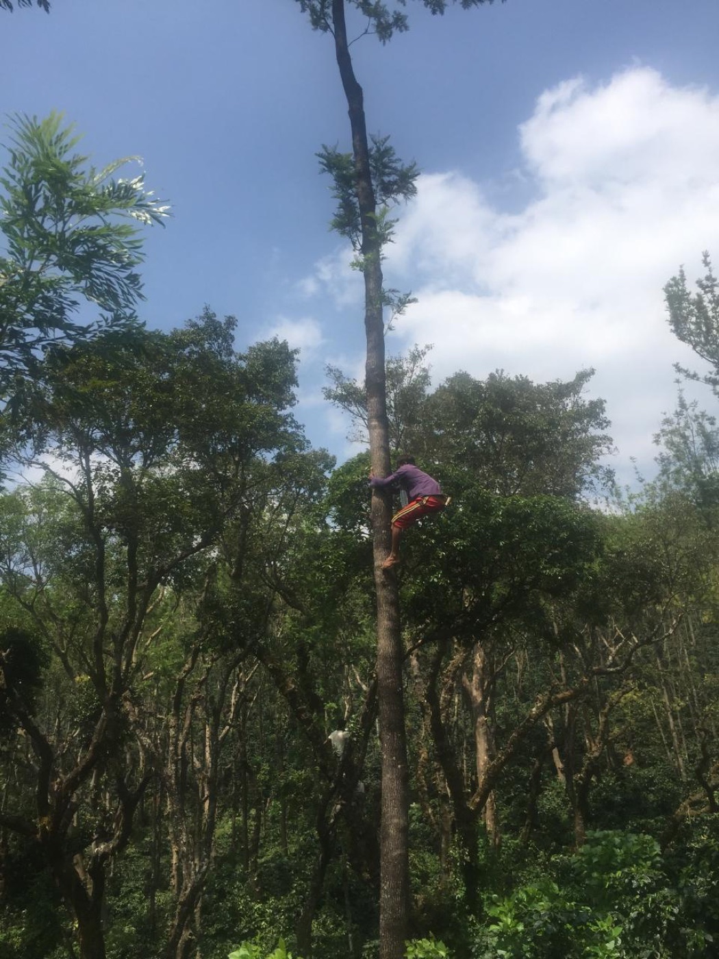 A worker high in a shade tree at Ratnagiri Estate, managing the canopy over the coffee