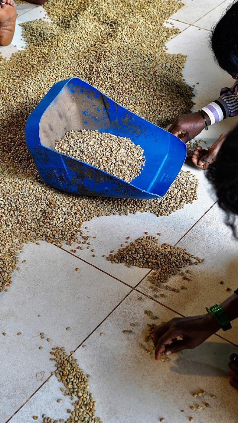 Workers hand-sorting green coffee spread across the floor at Ratnagiri Estate