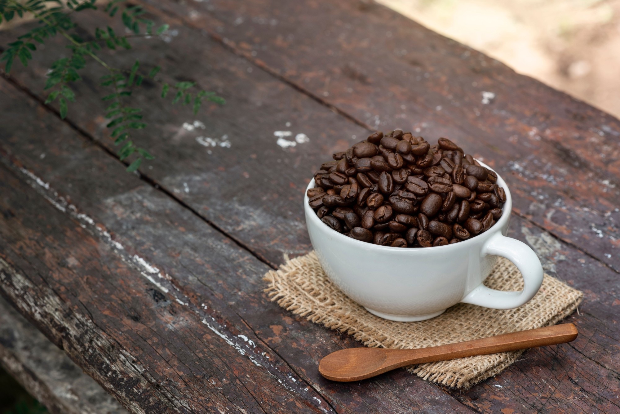 A white cup filled with roasted coffee beans on a rustic wooden table