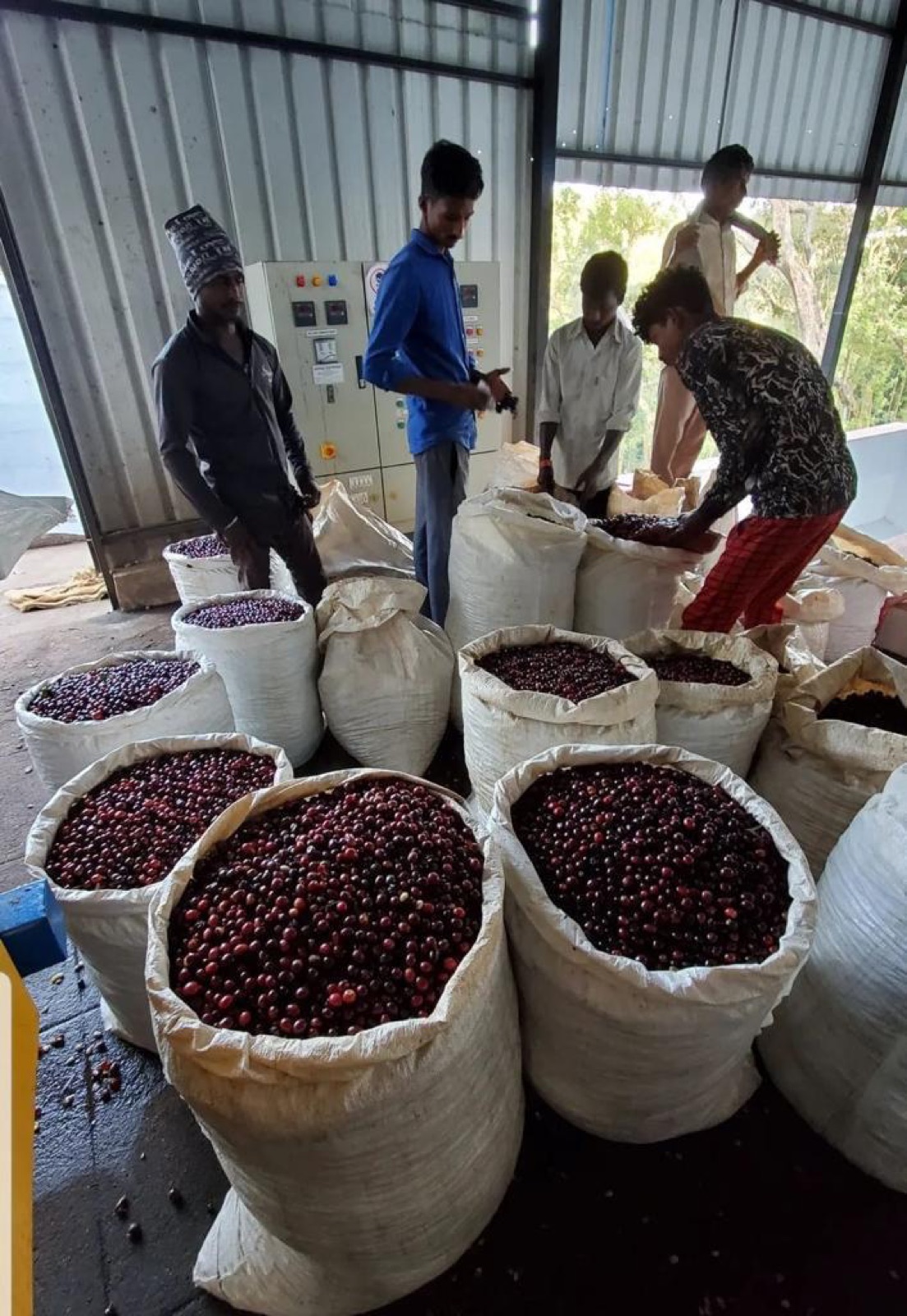 Workers weighing and sorting sacks of freshly picked coffee cherries at the estate